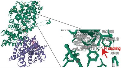 A replicative recombinant HPV16 E7 expression virus upregulates CD36 in C33A cells